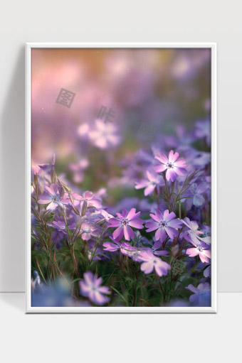 梦幻紫色花海春日晨光中的唯美景象