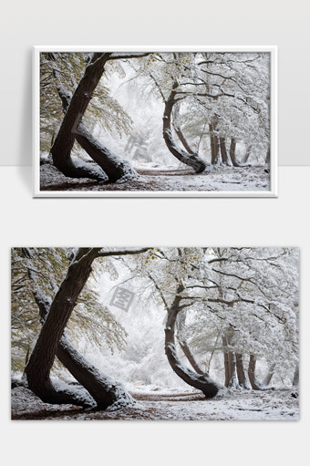 冬季雪景森林弯曲古树自然静谧美景