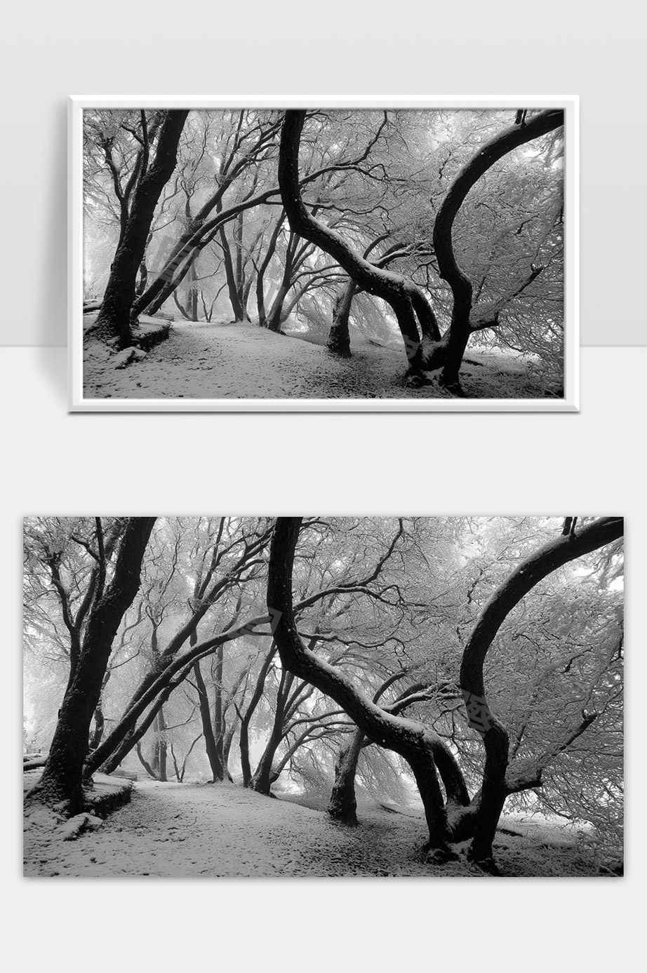 冬日雪景中的弯曲古树与寂静森林小径