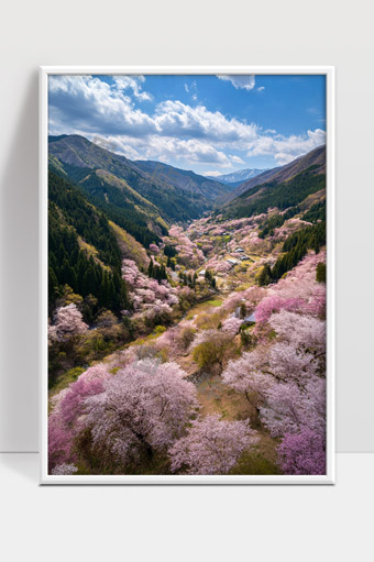 春天山谷樱花盛开美景自然风光