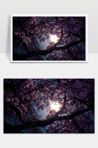 紫色樱花映照月光静谧夜景美丽自然风光