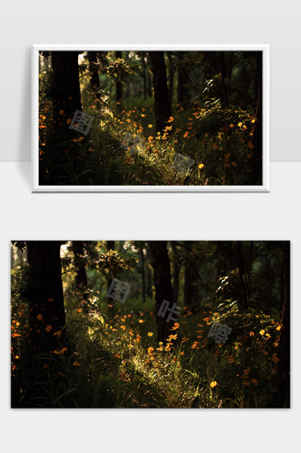 阳光穿透森林映照黄色野花的静谧自然风光
