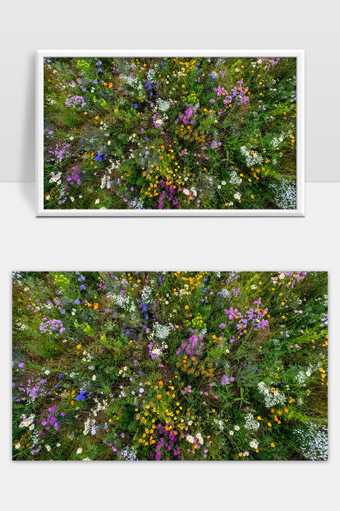 多彩野花盛开艳丽春夏季自然美景