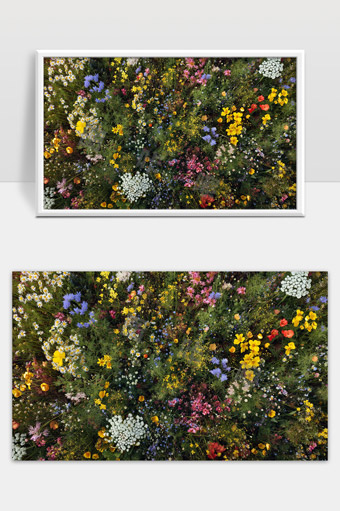 五彩斑斓的野花盛开绽放自然美丽花海