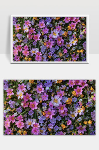 五彩斑斓野花盛开自然美景春天花海