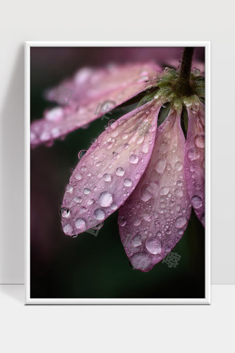 雨后粉色花瓣上的晶莹水珠特写美丽自然景观