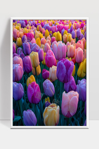 绚丽多彩郁金香花海春季自然风光美景