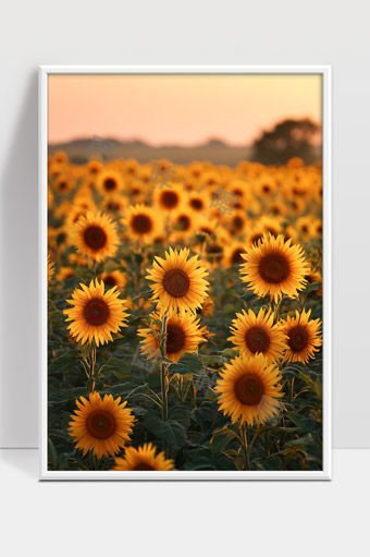 夕阳映照下的广袤向日葵田间金黄色花海美景