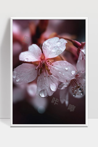 雨后樱花花瓣上的晶莹水珠特写美景