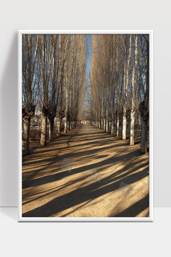 阳光洒落下的冬季树林静谧林间小径