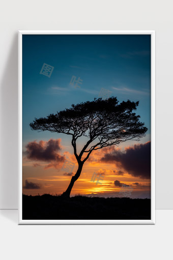 夕阳下孤独的树木剪影与绚丽晚霞壮美景色