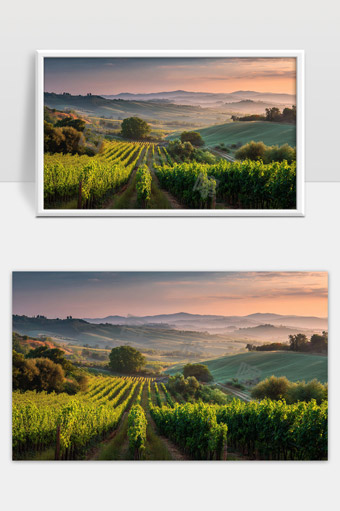 晨曦照耀下的乡村葡萄园与连绵起伏的青翠山丘