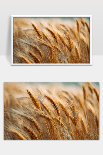 金黄色小麦田丰收季节自然风景特写美丽麦穗