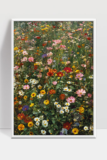 多彩野花绽放春日田野美景缤纷花海