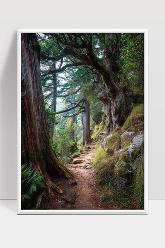 静谧森林古树环绕幽深小径自然风光