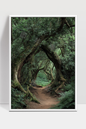 神秘森林古树形成天然拱门幽静小径风景