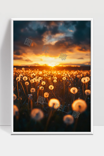 夕阳映照蒲公英田野温暖美丽自然风光