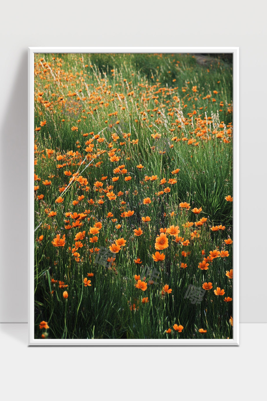 春日野外绽放的橙色野花花海