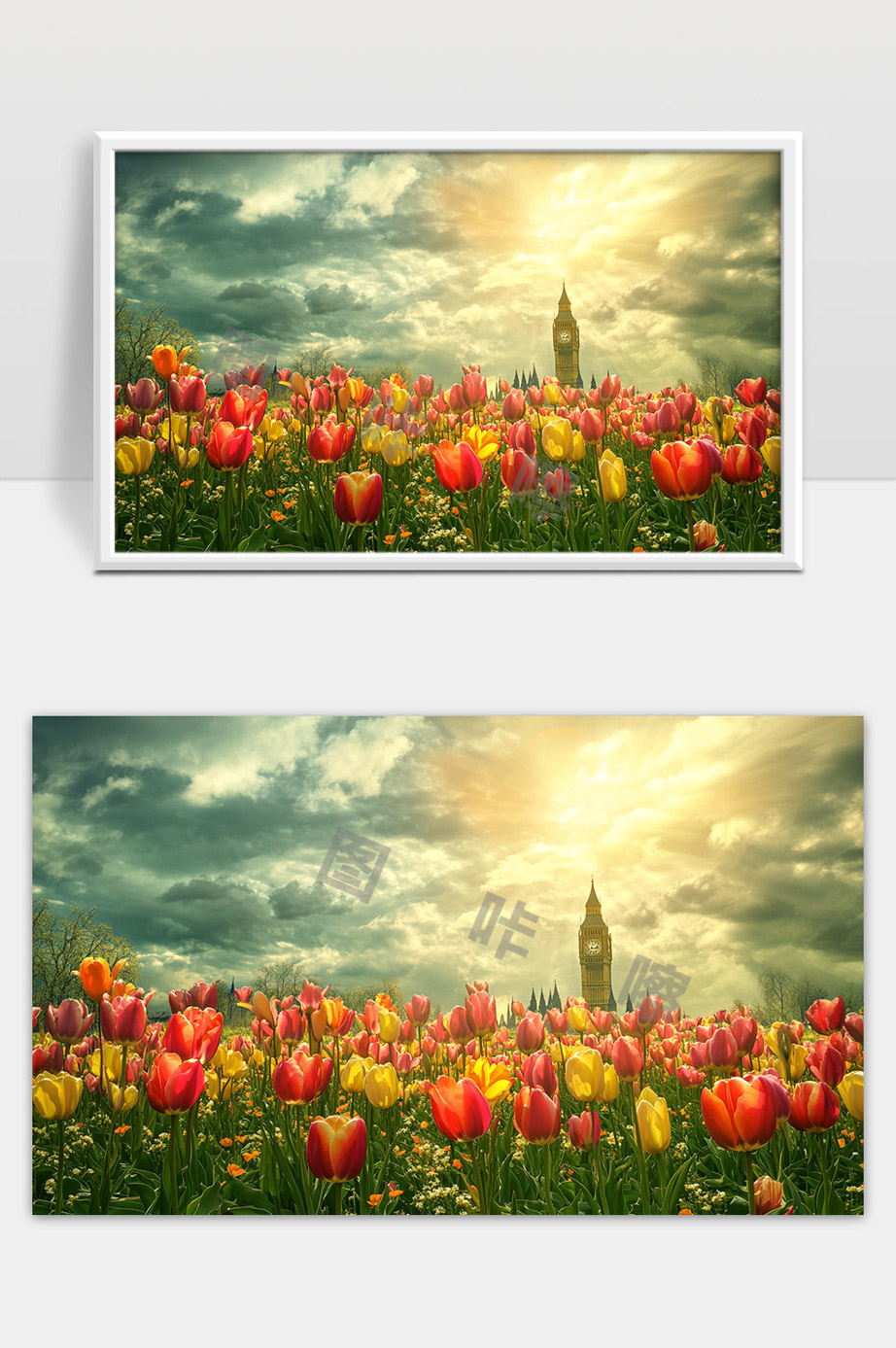 伦敦大本钟下绚丽多彩的郁金香花海和壮美晴空