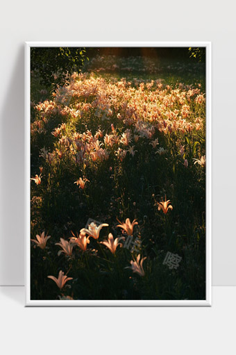 温暖夕阳下绽放的百合花海自然美景