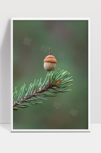 松枝上的悬挂橡果自然静物微距特写