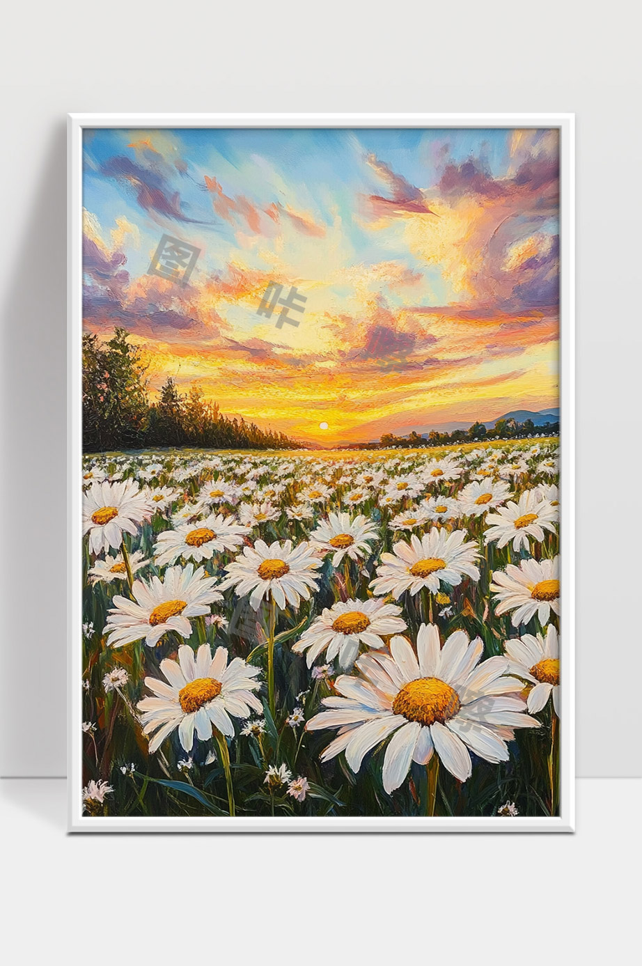 夕阳映照下的雏菊花海美景自然风光