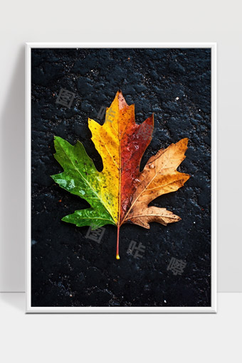 多彩季节变换的枫叶展现生命循环之美