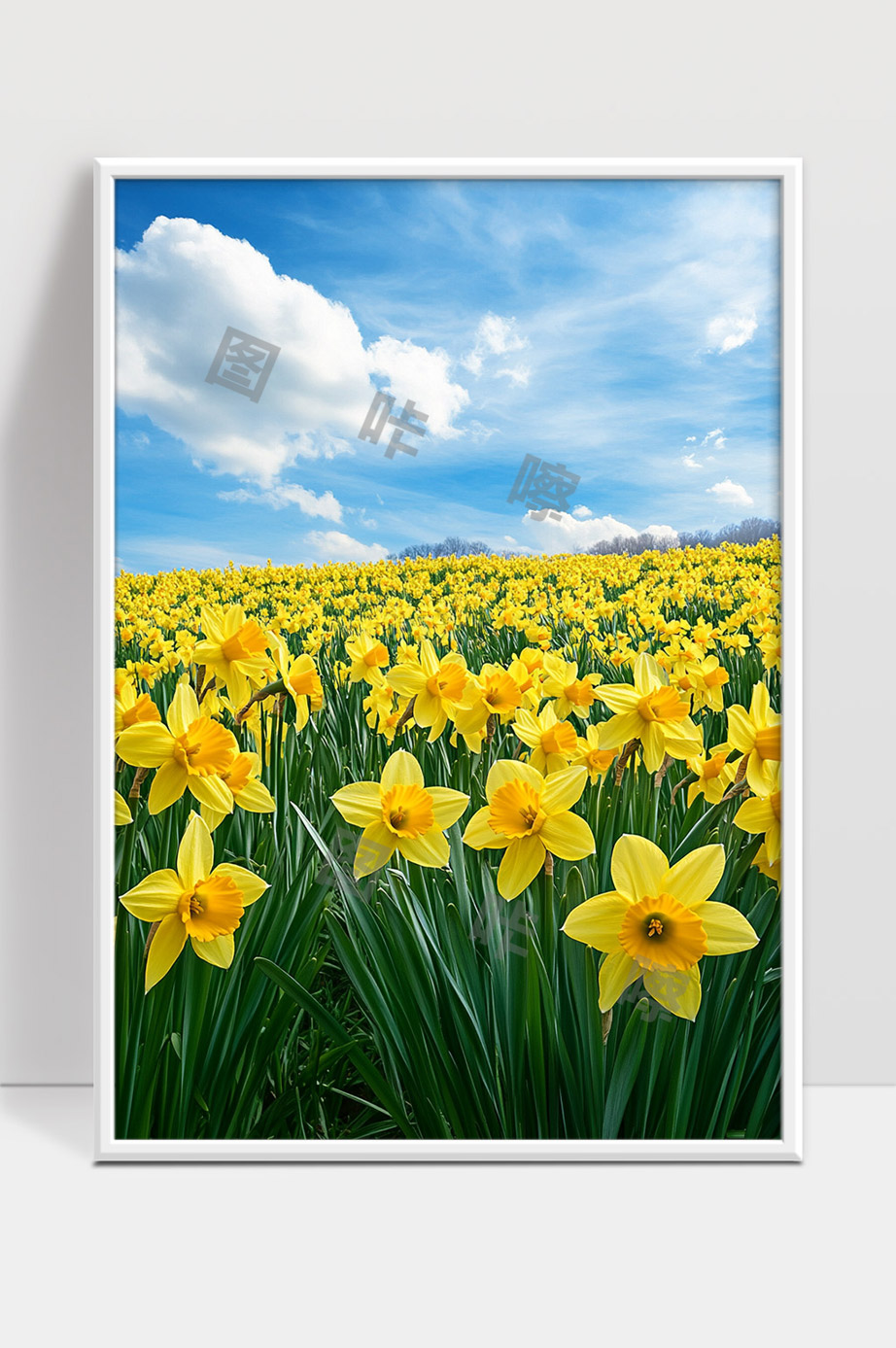万亩黄色水仙花海迎接春天美丽绽放