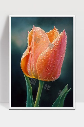 雨后水珠映照的橙色郁金香花朵美丽绽放