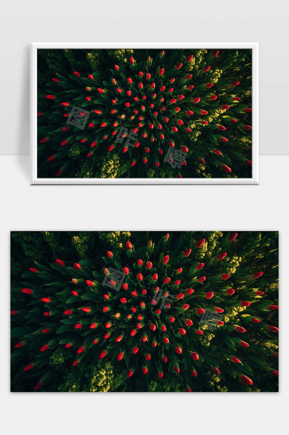 大片红色郁金香花海春日绽放自然美景