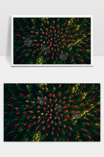 大片红色郁金香花海春日绽放自然美景