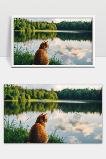 湖边绿草地上橘猫静静凝望湖面自然美景
