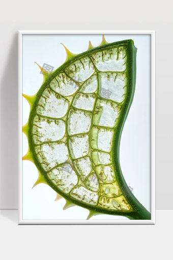 植物荧光叶脉结构特写展示自然之美