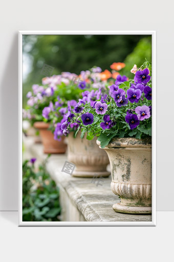 花园中整齐排列的紫色三色堇花盆美丽景致