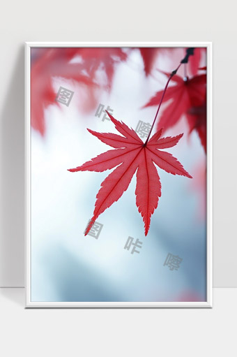 红枫叶秋日美景孤单飘落自然之美