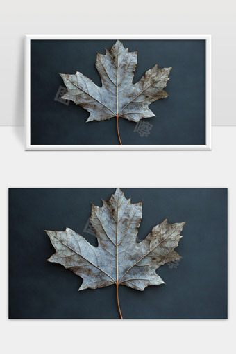 干枯枫叶孤寂纹理特写秋天自然景观